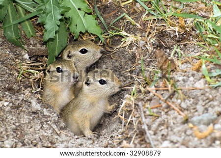 Three prairie dogs peeking out of their hole in the ground