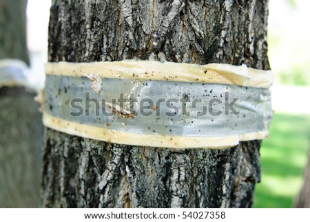 Tape with sticky goop on it to trap bugs (specifically the elm beetle) to prevent Dutch Elm Disease.