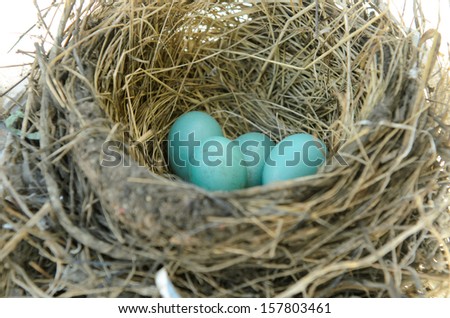 Robins nest with 4 eggs in it. Isolated on a white background.