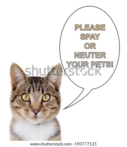 A tabby cat with a speech bubble saying, please spay or neuter your pets.  Isolated on a white background.