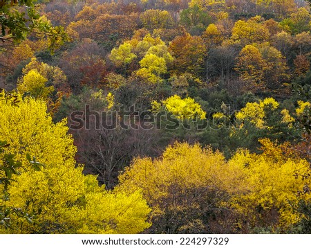 A forest full of color with the arrival of autumn