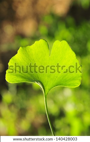 The ginkgo tree leaves
