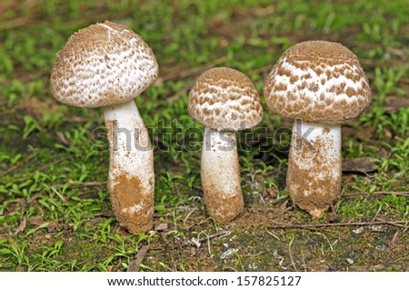 Wild mushrooms, in the wild nature