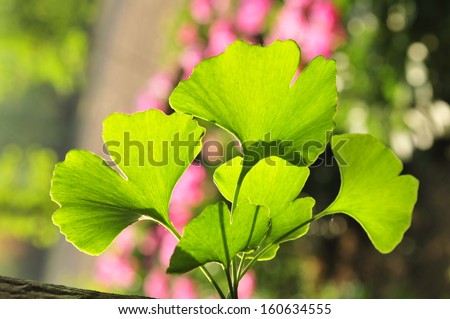 The ginkgo tree leaves