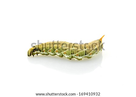 Silkworm moth larvae on a white background