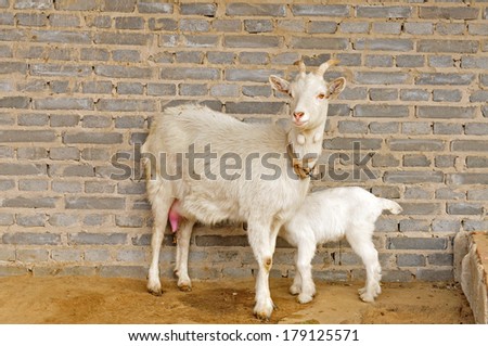 The little goat is drink mother\'s milk goats