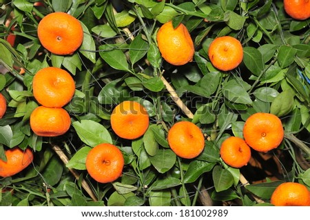 Ripe oranges hanging in a tree, and close-up pictures, in the north of China