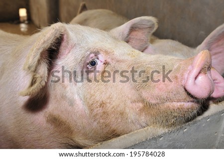 The farm pigs