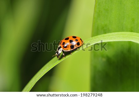 Lady beetles, a common insects, close-up pictures, in the north of China