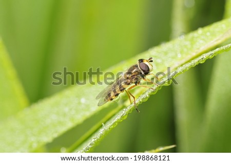 Food aphid fly with beautiful dew on the stems of the plant, in the wild nature