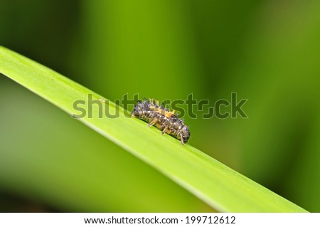 Climb on plants of lady beetle larvae