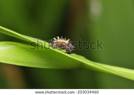 Climb on plants of lady beetle larvae