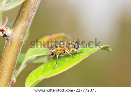 Food aphid fly on the stems of the plant