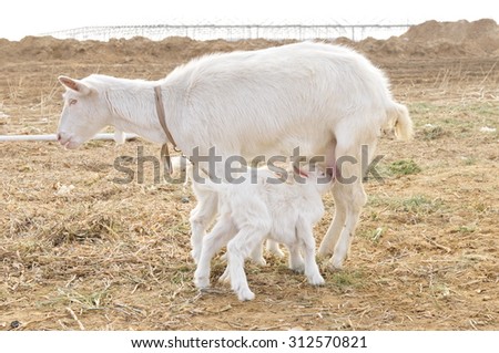 The little goat is drink mother\'s milk goats