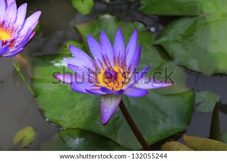 Purple lily pad Hawaiian flower