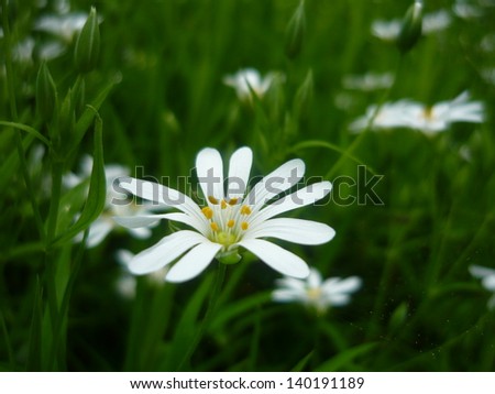 white flower in the meadow
