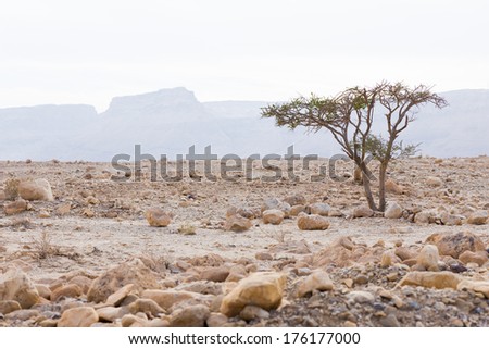 Lonely desert tree.