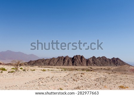 Stone desert black mountains and tree, Negev desert, Israel.