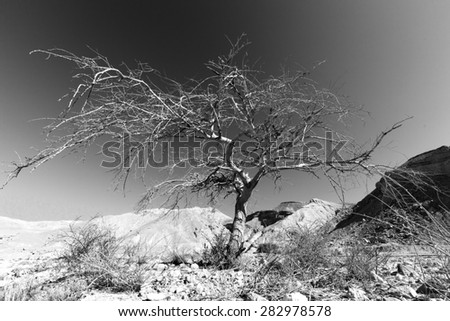 Black and white desert tree, Negev, Israel.