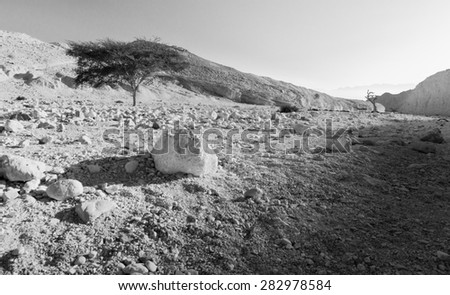 Black and white desert tree and stones, Negev, Israel.