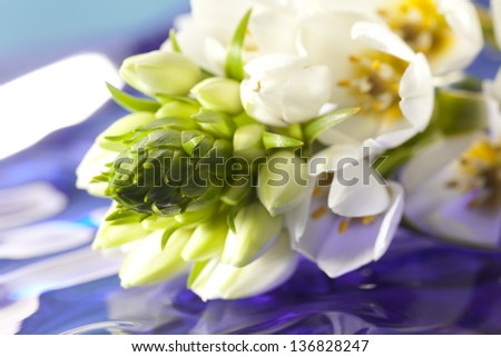 Fresh white flowers on a reflective surface.