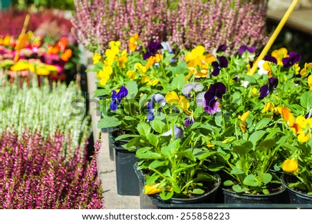 Colorful flowers in a rustic flower pot. Selective focus