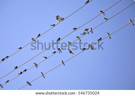 house martins on wires