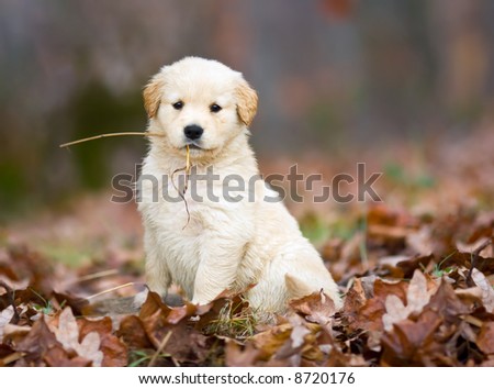 golden retriever puppy running. golden retriever puppy