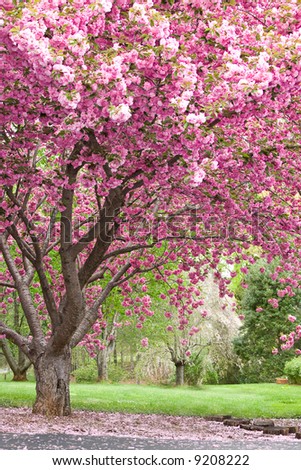 flowering cherry tree pictures. flowering cherry tree in