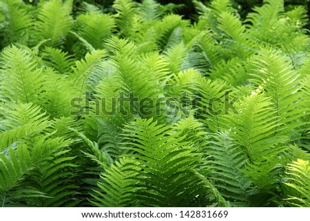 Bright green fern plants