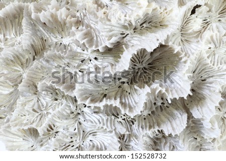 White coral reef