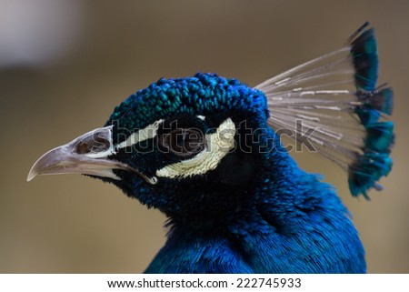 Nice blue peacock, side view, brown background.