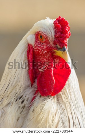 White hen, closeup photo of farm animal.