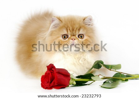 Kitten Rose