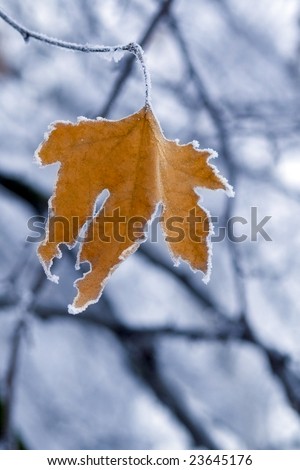 Frozen leaf with crystals on tree branch closeup.