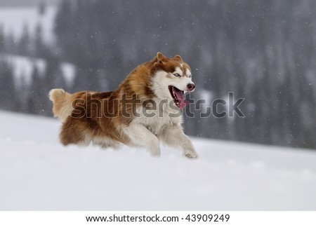 Husky running , showing big sharp teeth.