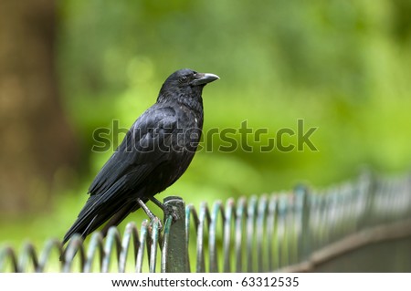 Wild Raven on a the green background.