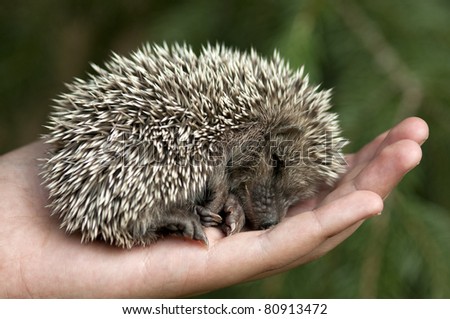 Hedgehog lying asleep in the human hand.