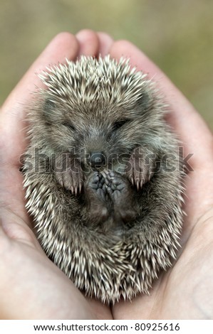 Hedgehog lying asleep in the human hands.