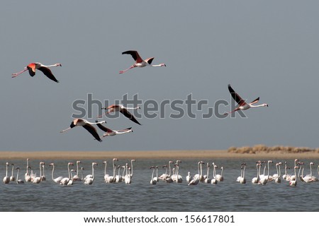 Flock of flamingos in flight with blue sky background.