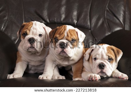 Three english bulldog puppies sitting on black leather sofa.