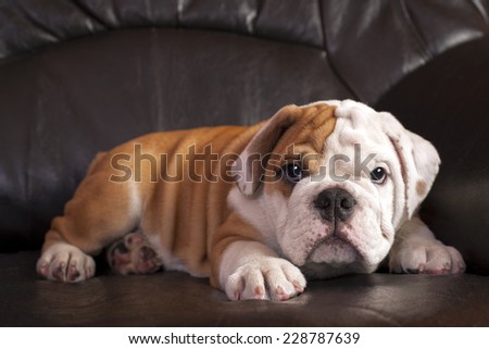 English bulldog puppy relaxing on black leather sofa.