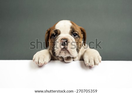 Cute English bulldog puppy  with paws on a message board .