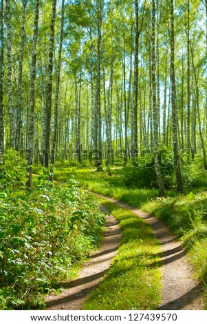 road in birch forest