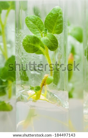 macroshot plant of potato in lab tube with nutrient medium