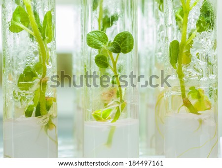 macroshot view on plants of potato in lab tubes with nutrition medium