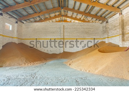 harvested corns of wheat in old storage house