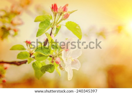 blossoming branch of apple tree very close up and selective focus instagram stile