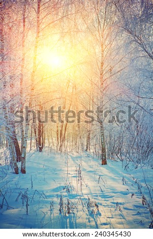 beautiful sunrise in winter birch forest instagram stile