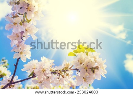 blossoming branch of apple tree with sun in sky  instagram stile